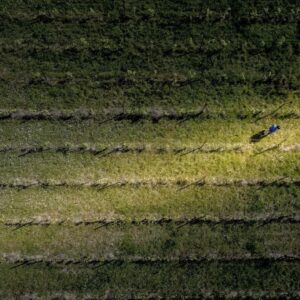 Oplev en dansk vingård hos Nordlund